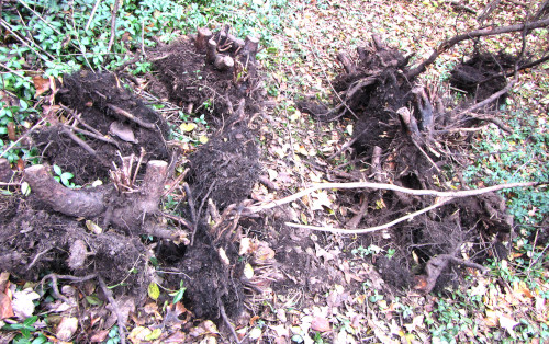 [Pile of Buckthorn Roots]